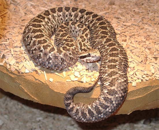 0,1 Crotalus triseriatus armstrongi