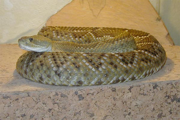0,1 Crotalus basiliscus basiliscus