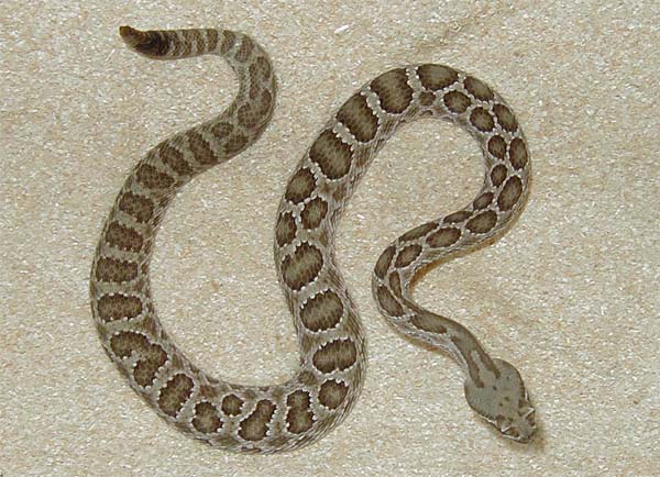 Jungtier 0,1 Crotalus viridis viridis