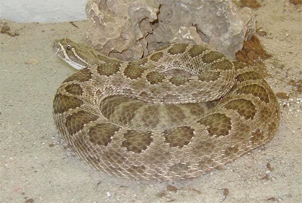 0,1 Crotalus viridis viridis