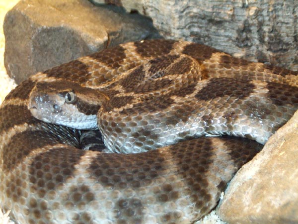 0,1 Crotalus viridis oreganus