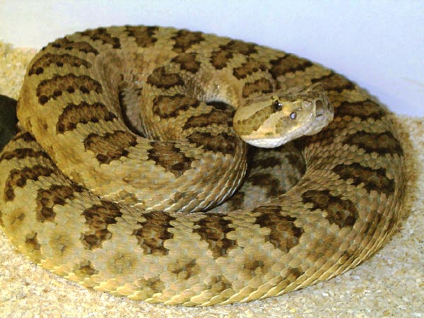 1,0 Crotalus viridis abyssus