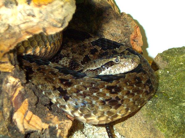 1,0 Crotalus aquilus