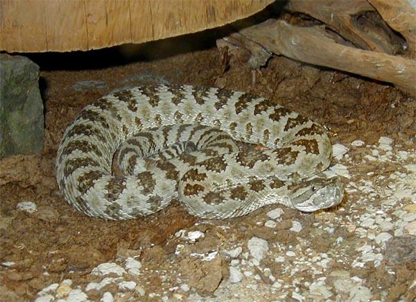 1,0 Crotalus viridis lutosus