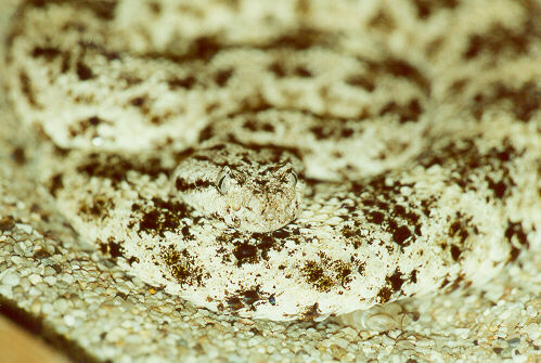 1,0 Crotalus michelli mitchelli