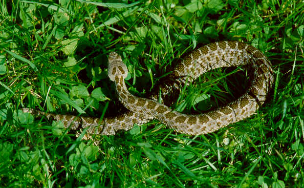 1,0 Crotalus pusillus