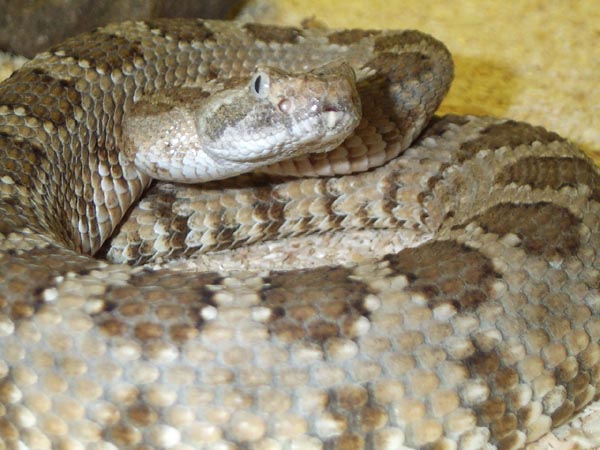 1,0 Crotalus mitchelli stephensi