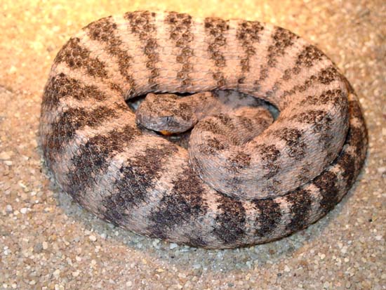 1,0 Crotalus tigris