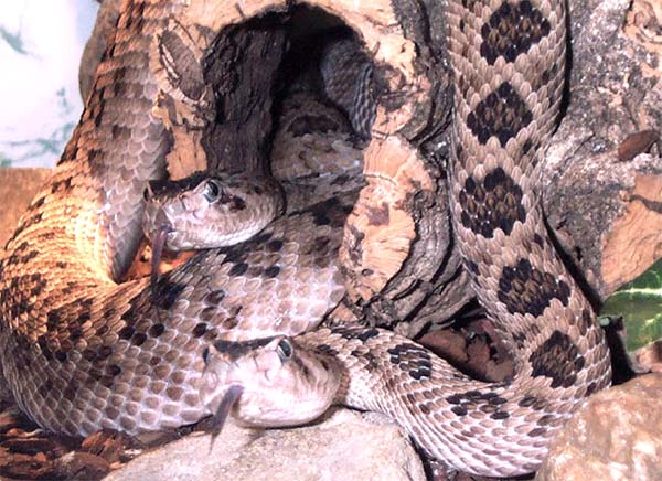 1,1 Crotalus scutulatus salvini