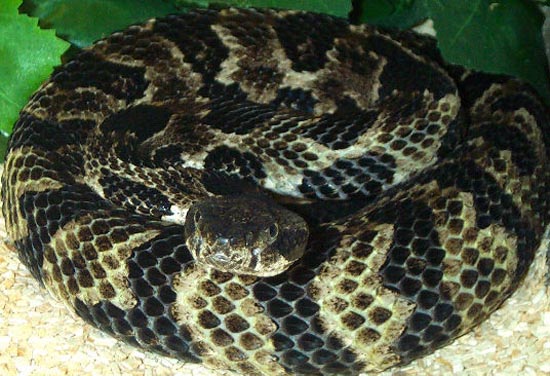 1,0 Crotalus horridus horridus, hypermelanistisch, hypoxantisch