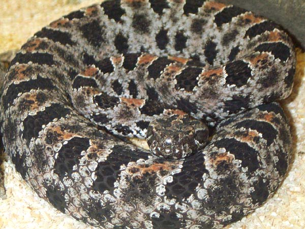 1,0 Sistrurus miliarius barbouri