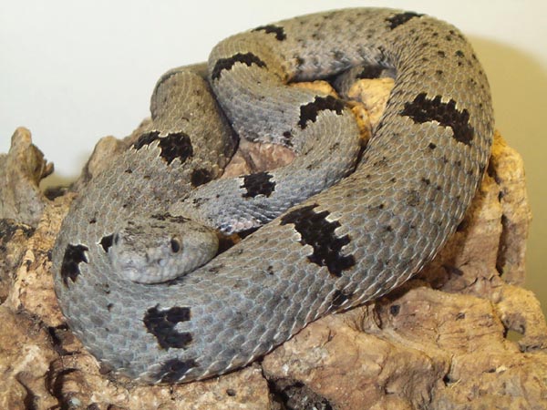 1,0 Crotalus lepidus klauberi