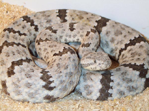 1,0 Crotalus lepidus lepidus, Loma Alta, Tx.