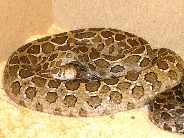 1,0 Crotalus polystictus