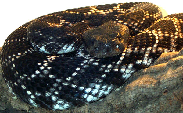 1,0 Crotalus viridis helleri, Hanson See, Parque Nacional Constitucin de 1857, Sierra de Juarez, Baja California del Norte, Mexiko