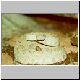 0,1 Crotalus viridis concolor
