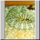 0,1 Crotalus mitchelli pyrrhus
