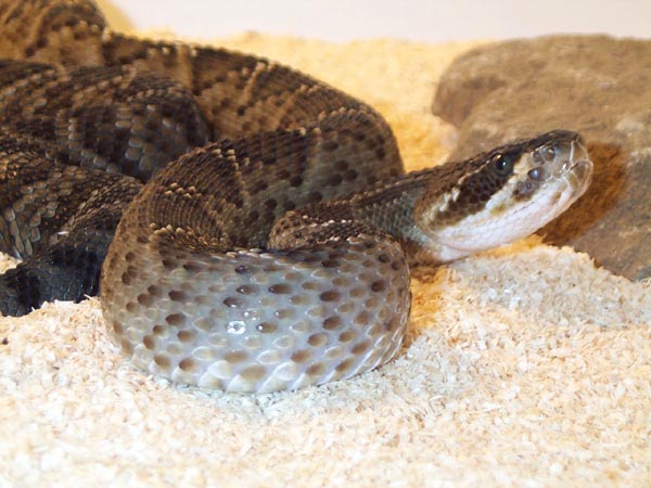 0,1 Crotalus molossus oaxacus