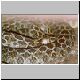 0,1 Crotalus polystictus