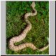 0,1 Crotalus mitchelli stephensi
