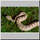 0,1 Crotalus mitchelli stephensi
