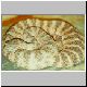0,1 Crotalus tigris