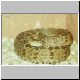 1,0 Crotalus aquilus