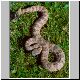 1,0 Crotalus mitchelli stephensi