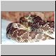 1,0 Crotalus scutulatus scutulatus