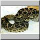 0,1 Crotalus adamanteus