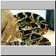 1,0 Crotalus adamanteus