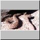 0,1 Crotalus atrox