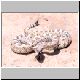 1,0 Crotalus cerastes laterorepens