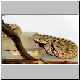 0,1 Crotalus cerastes cerastes