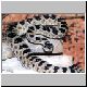 1,0 Crotalus viridis lutosus