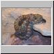 Schwarze Arizona- Prrieklapperschlange