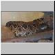 1,0 Crotalus adamanteus