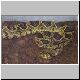 0,1 Crotalus adamanteus