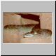 Crotalus aquilus