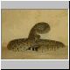 Crotalus atrox