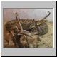 1,0 Crotalus basiliscus basiliscus