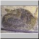 Crotalus basiliscus