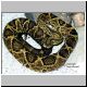 0,1 Crotalus durissus cumanensis