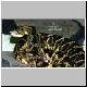 1,0 Crotalus durissus cumanensis
