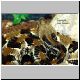0,1 Crotalus horridus horridus