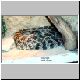 Crotalus viridis helleri
