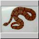 Crotalus lepidus klauberi