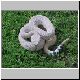 westl. Diamantklapperschlange, M�nnchen (Albino)
