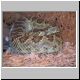 Mohave-Klapperschlange-