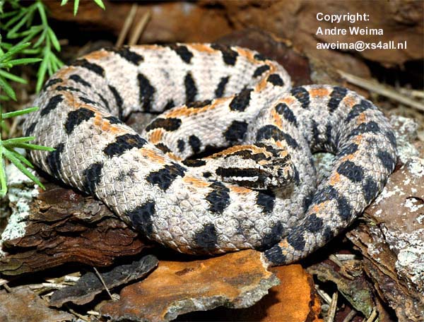 1,0 Sistrurus miliarius streckeri